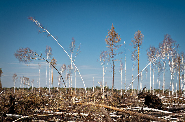 RUSSIA, NEAR RYAZAN - 8 MAY 2011: Piled up woords in the forest one winter after a terribly huge forest fires in Russia in year 2010. Image: Max Mayorov.